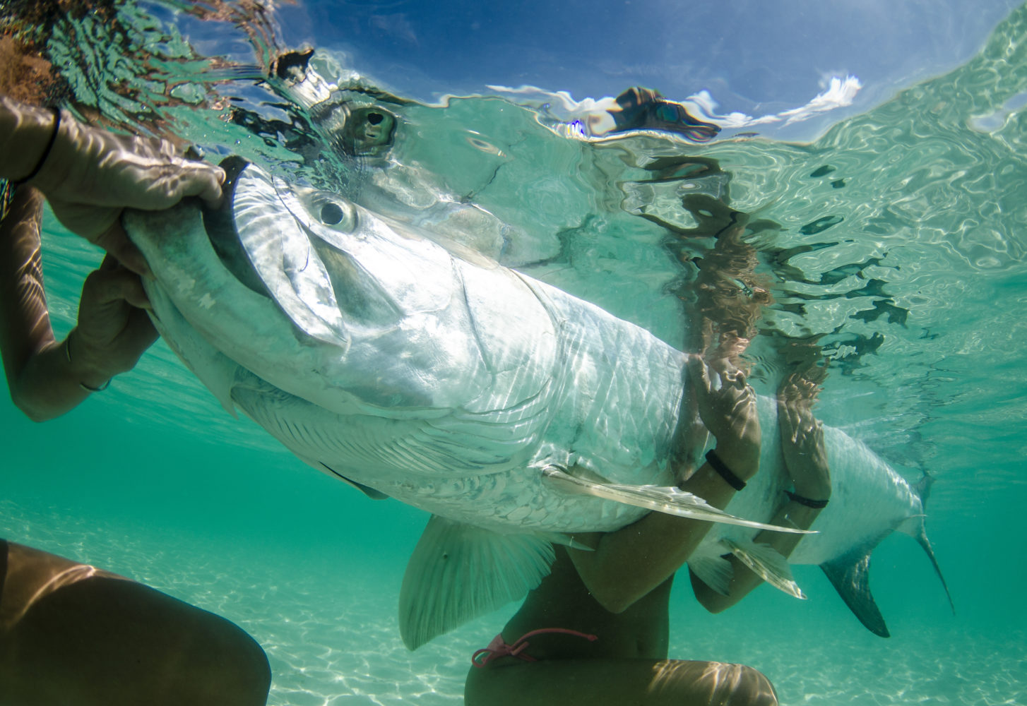 beautiful tarpon