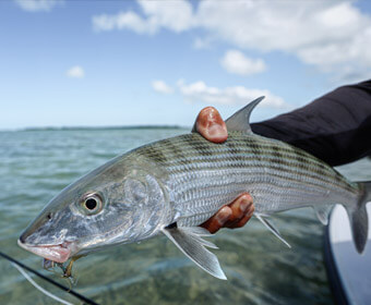 An image of a bonefish caught on-board a Florida Keys Fishing trip. 