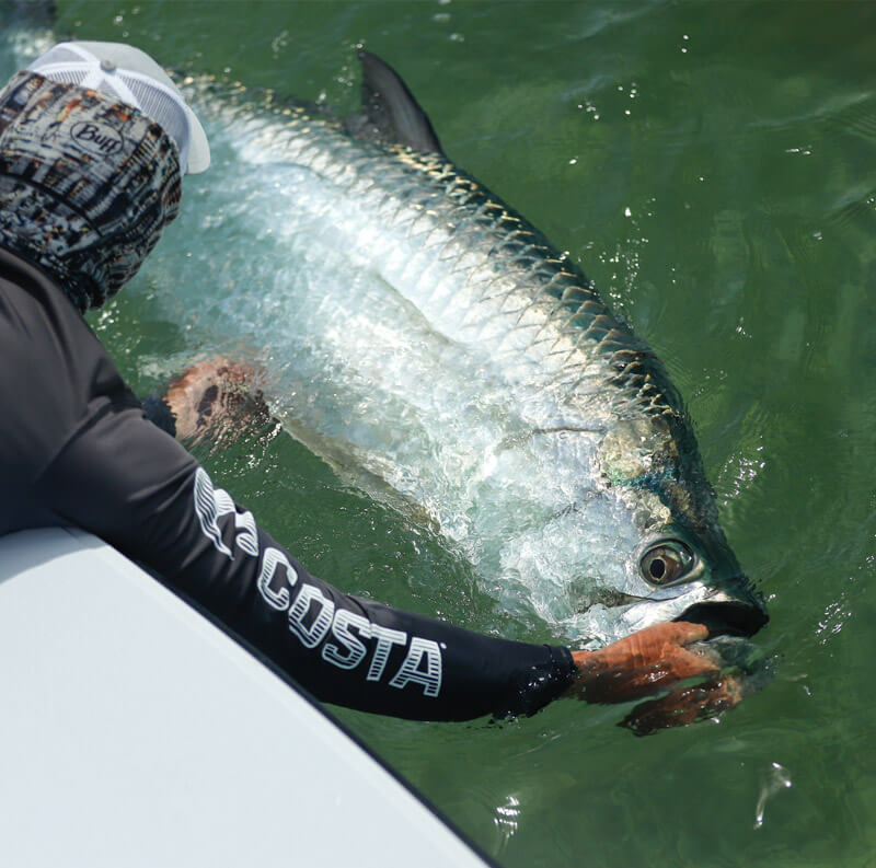 An image of a tarpon caught on an Outgoing Angling fishing excursion. 