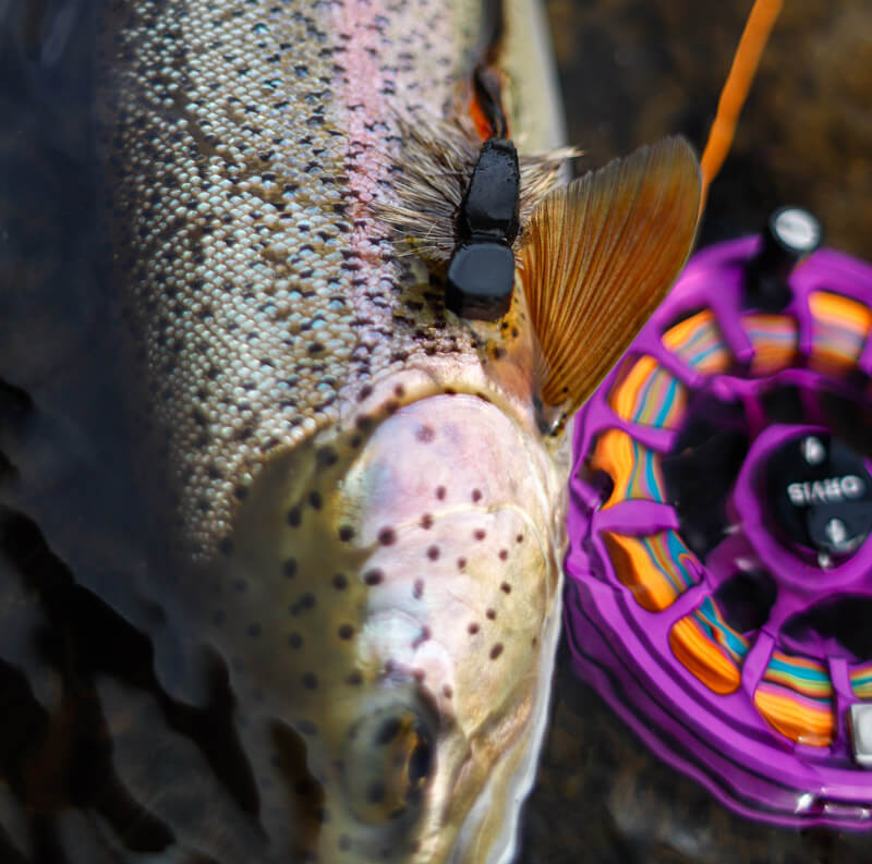 An image of a fly rod next to a rainbow trout in alaska on an outgoing angling adventure. 