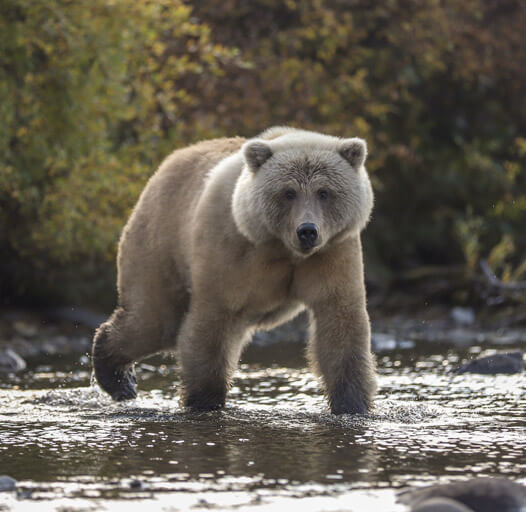 An image of a large bear photographed on an Alaska river fishing trip. 