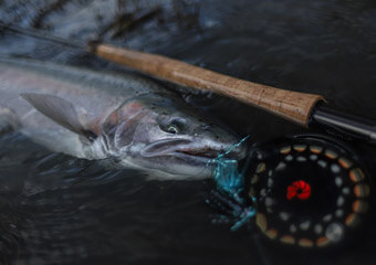 An image of a big steelhead caught in Alaska on an Outgoing Angling adventure.