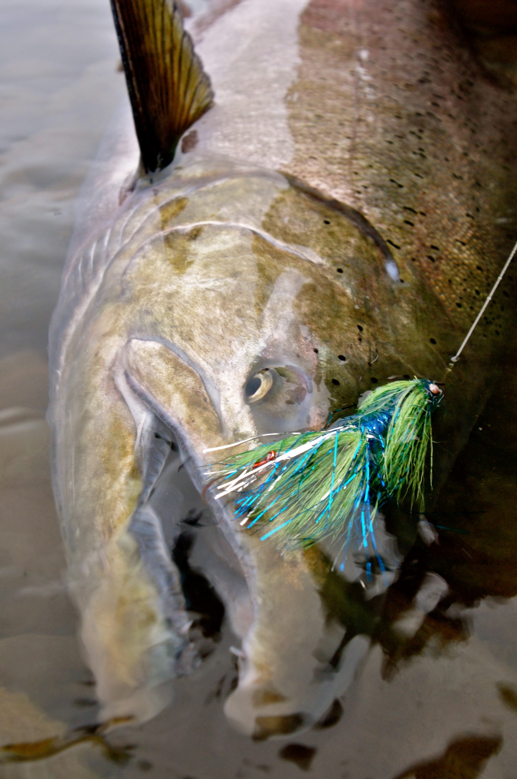 alaska king salmon on spey rod