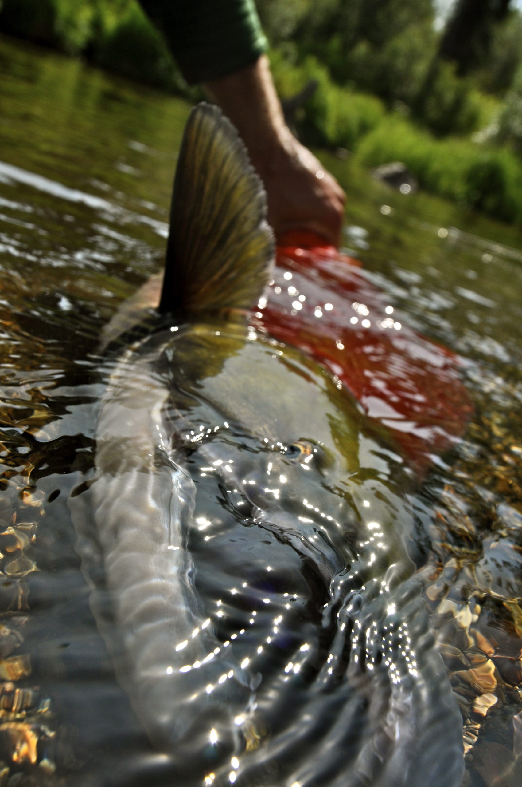 red salmon