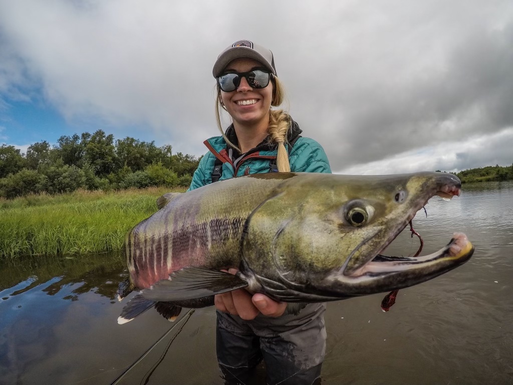 chum salmon on fly