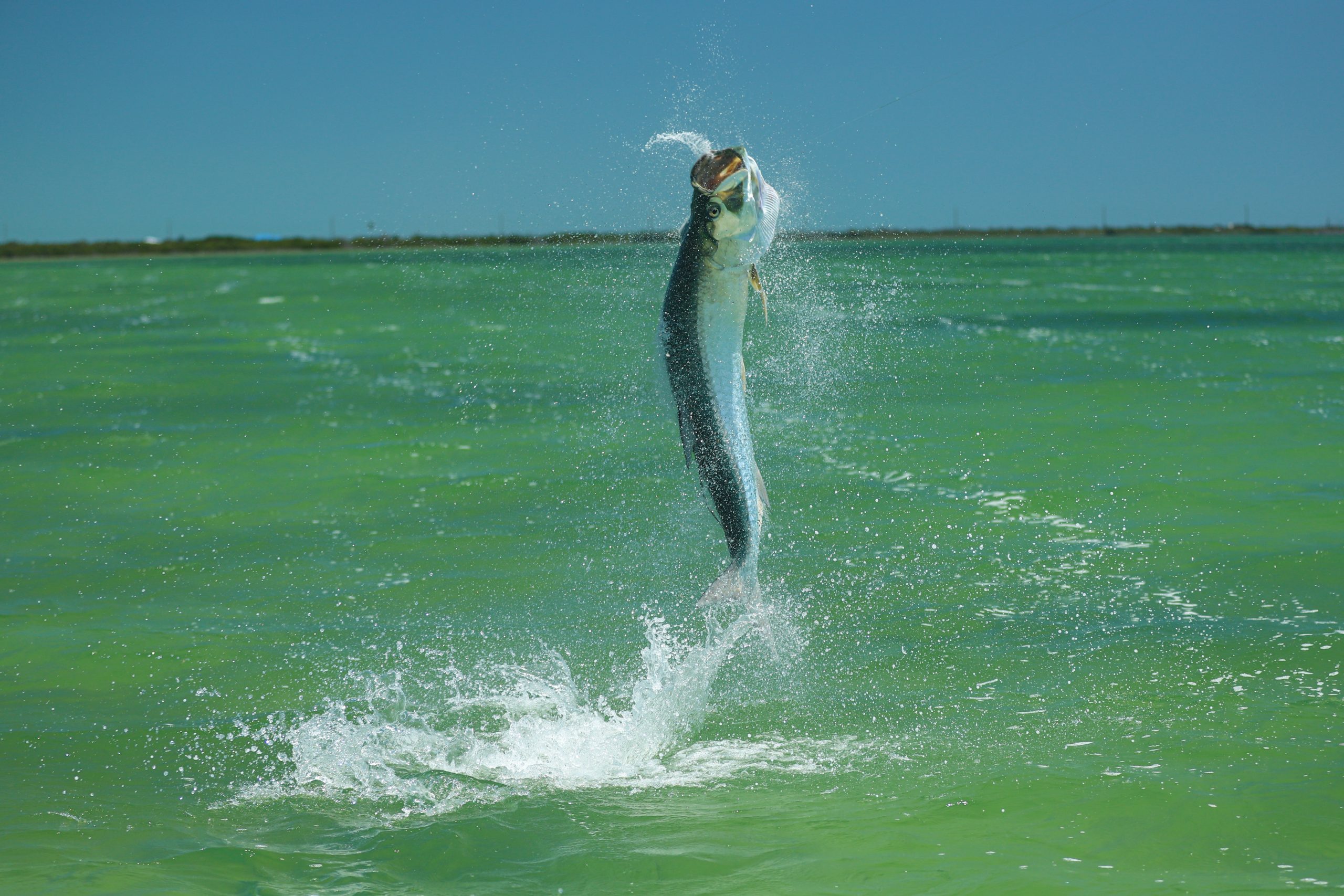 leaping tarpon