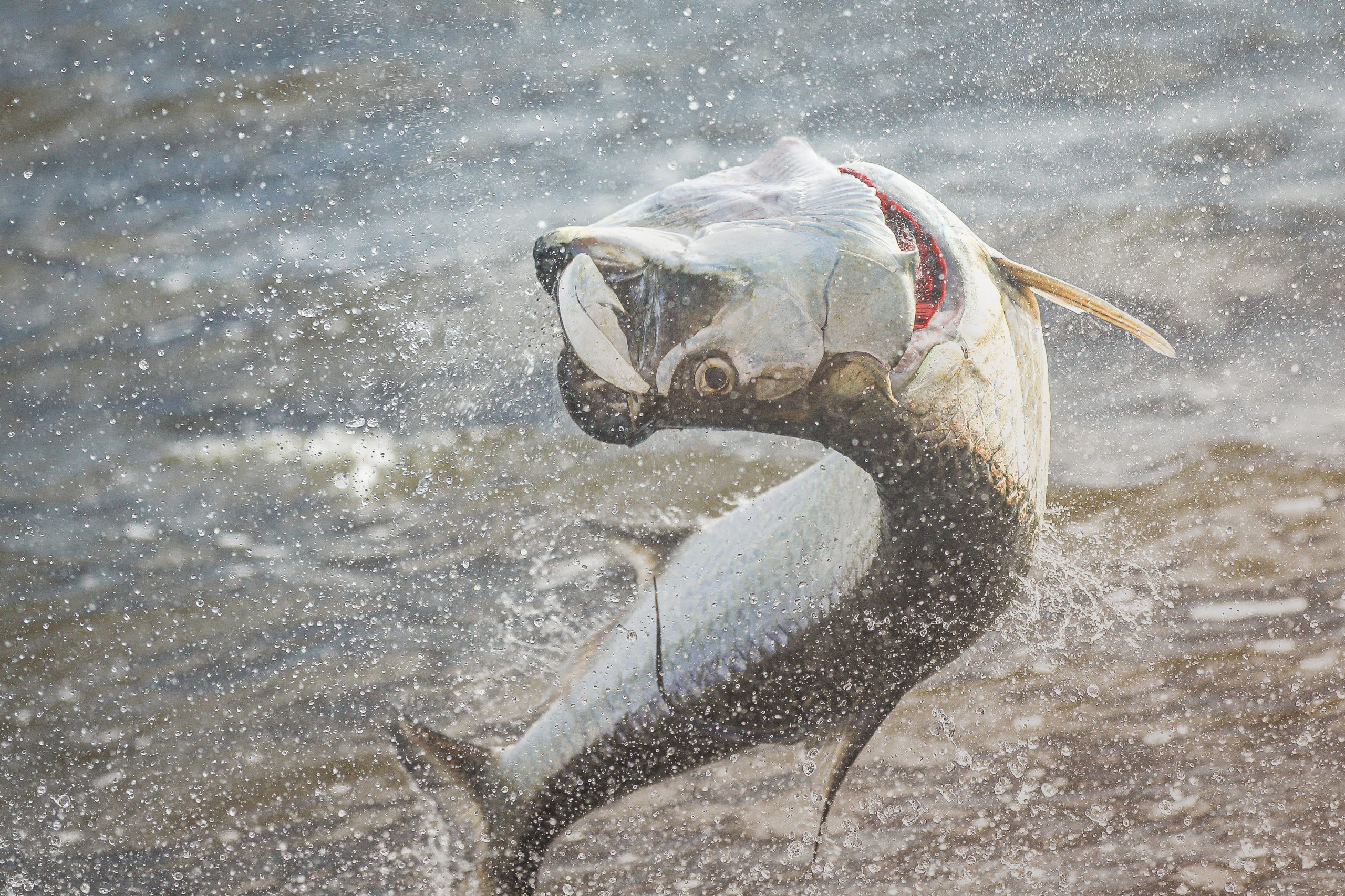 An image of Florida Keys Tarpon rolling under the bridges of the Florida Keys. 