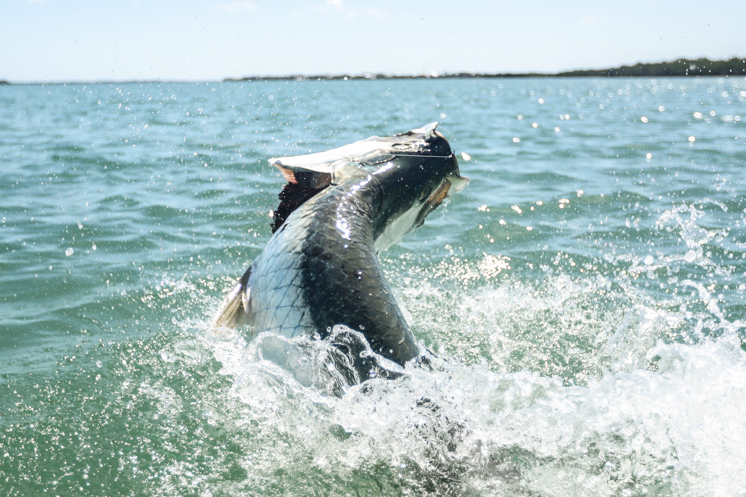 tarpon on live bait