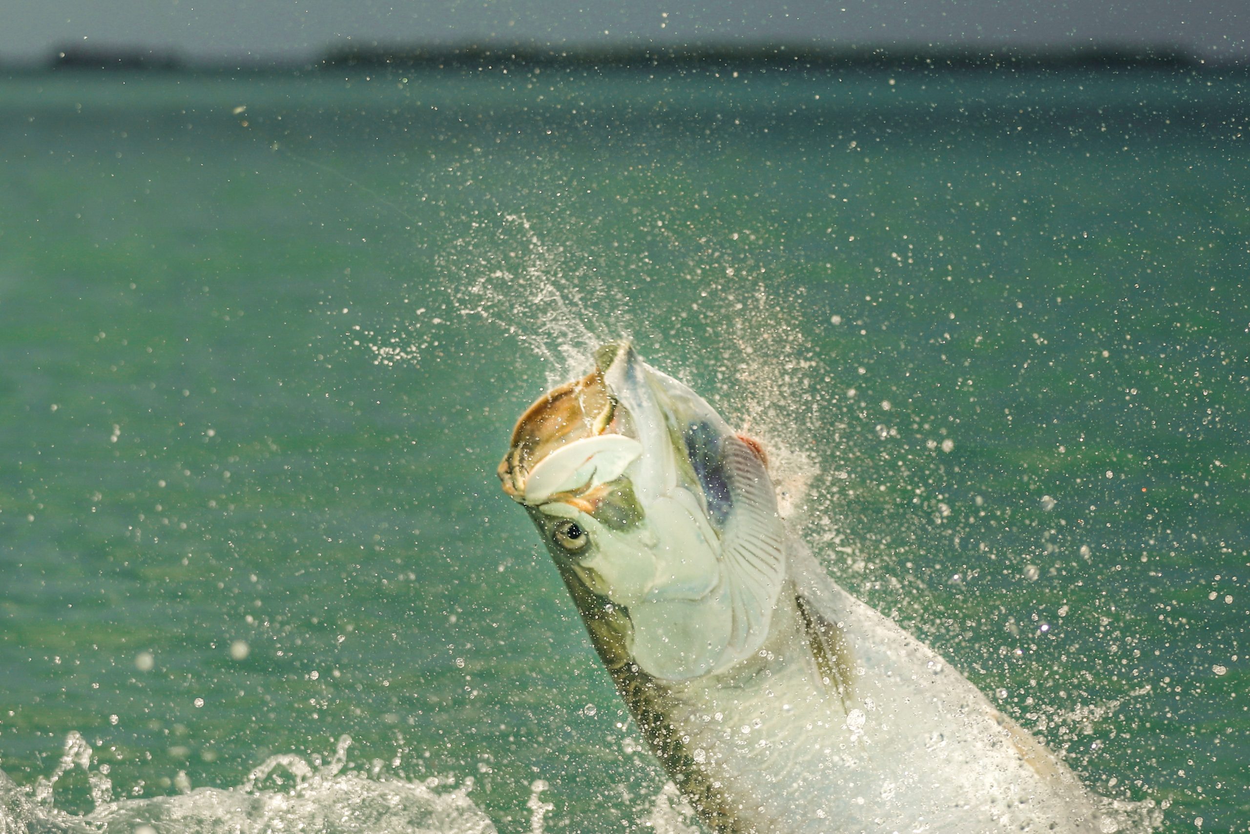 jumping tarpon