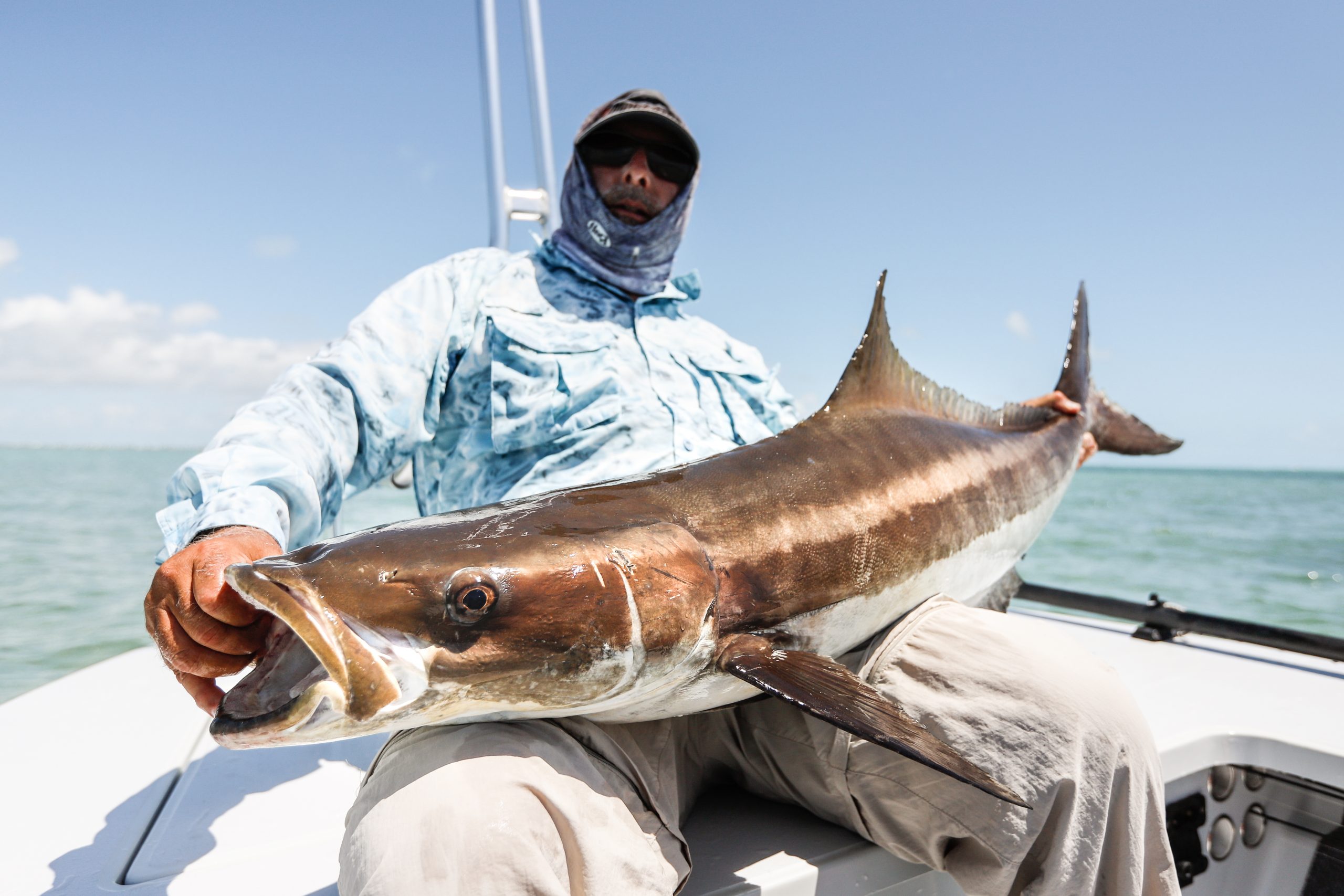 florida keys cobia