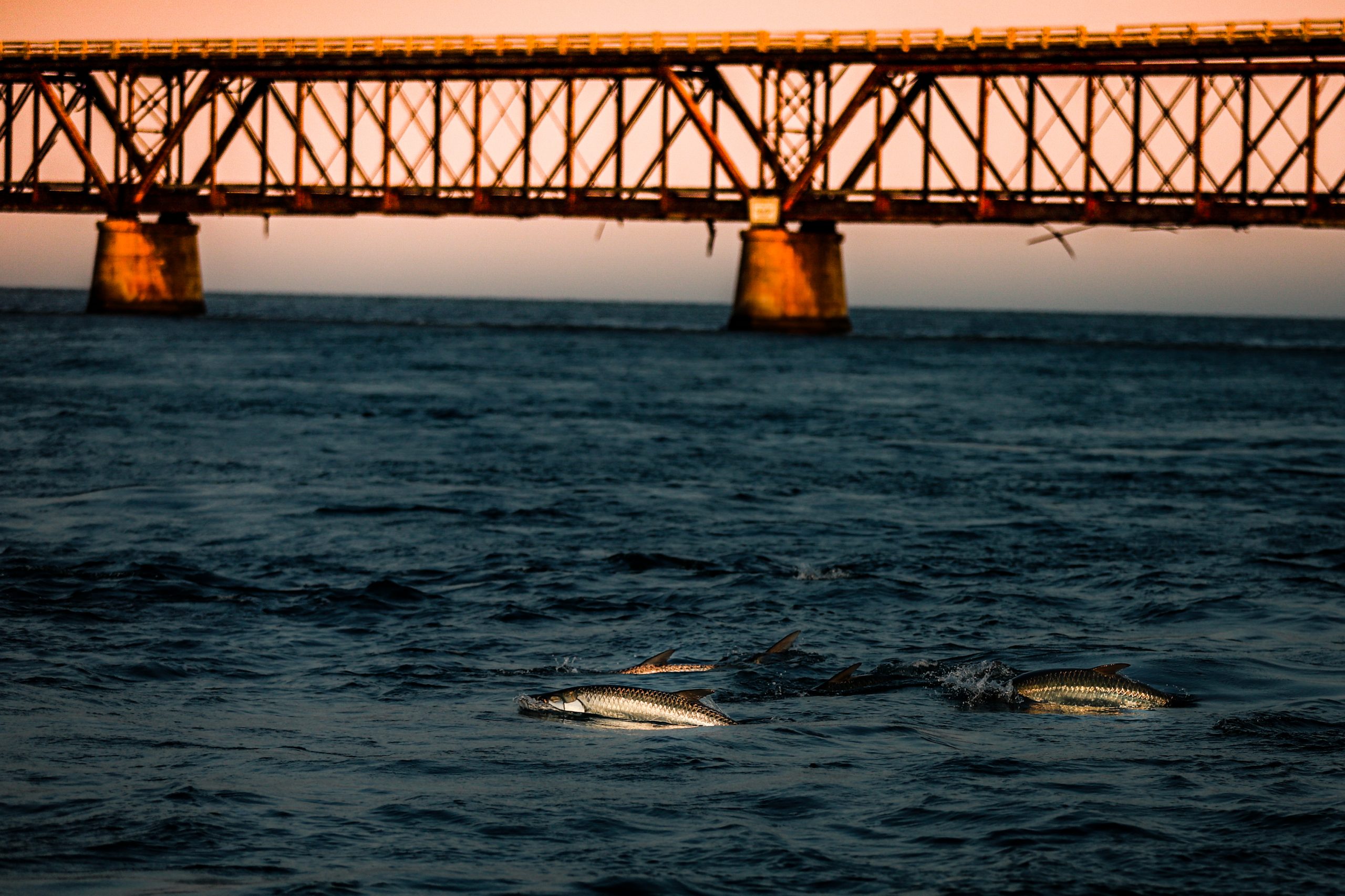 An image of an angler landing a large Florida Keys Tarpon on an Outgoing Angling Florida Keys Fishing Charter