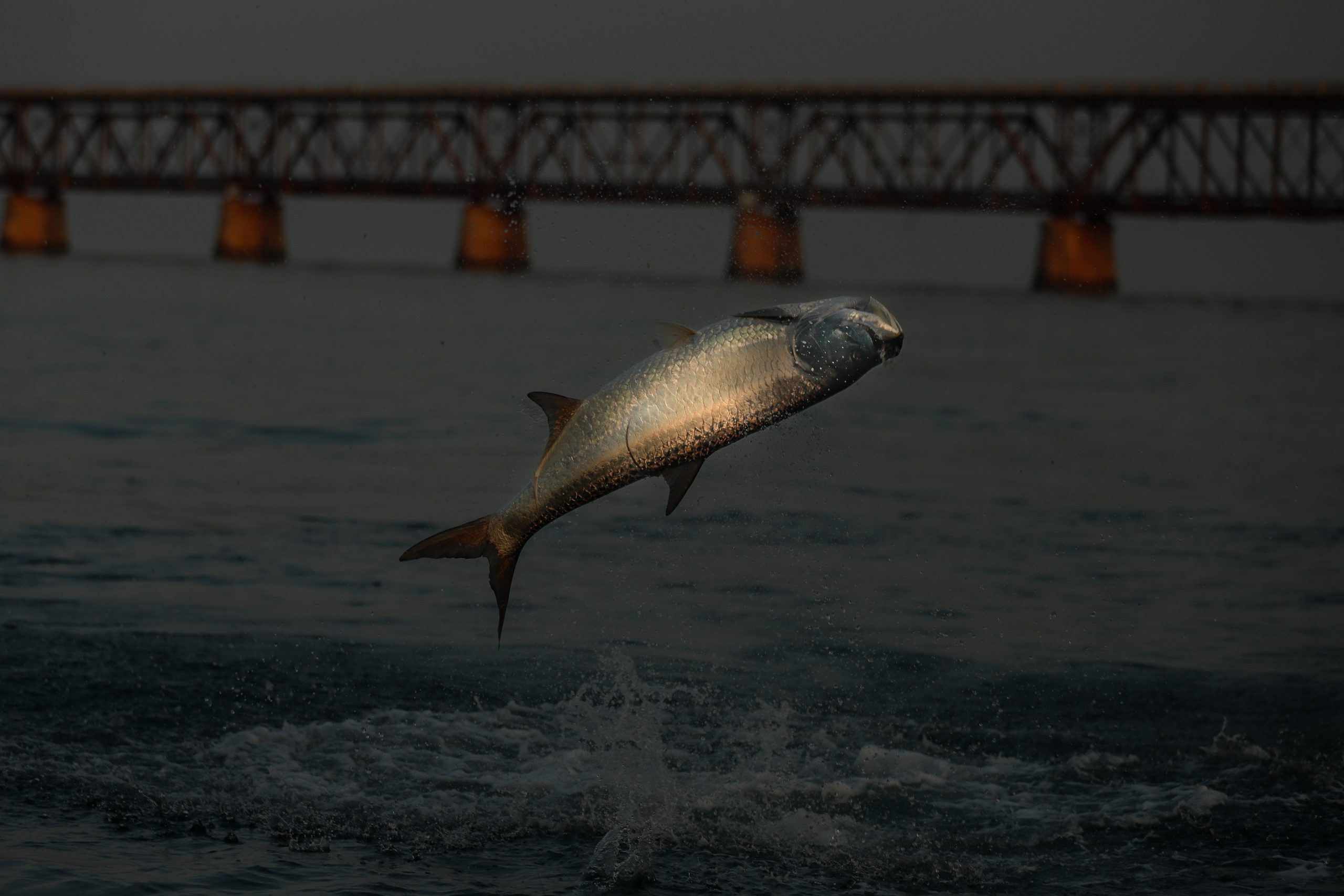 bahia honda tarpon fishing