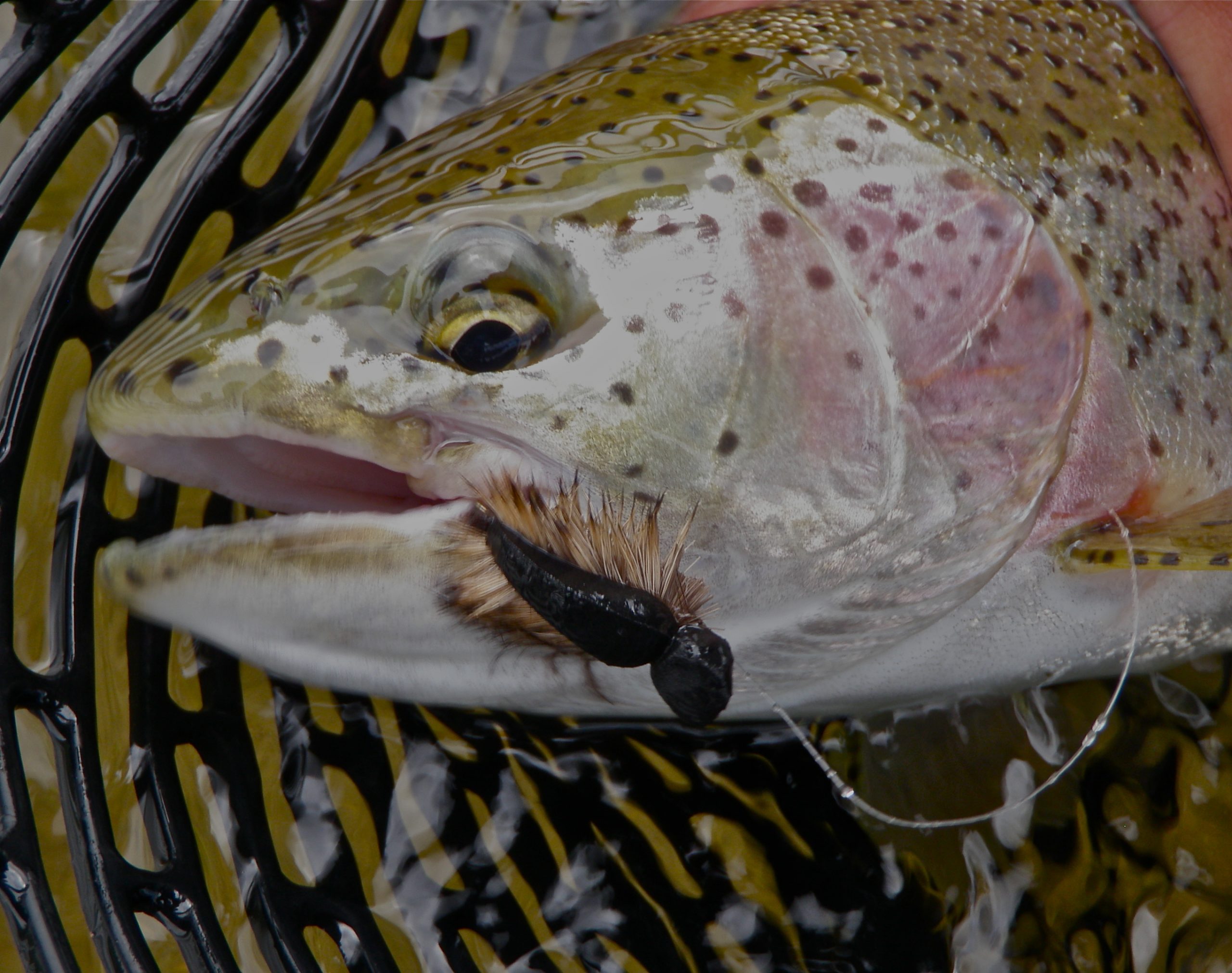 An image of an alaska trout fishing adventure with Outgoing Angling
