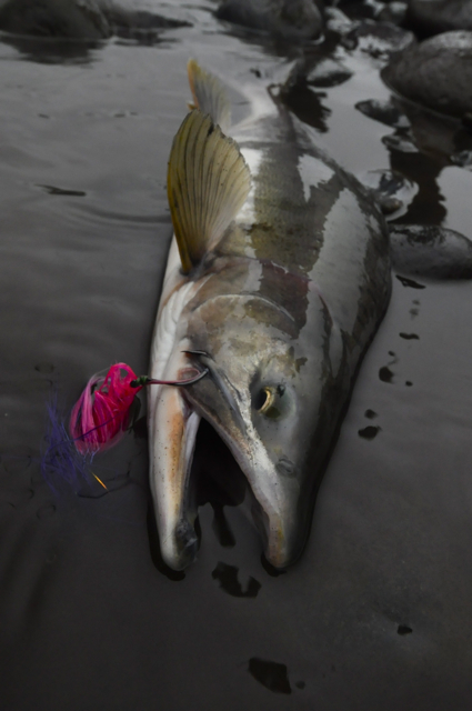 Chum Salmon Fishing, Freshwater Fly