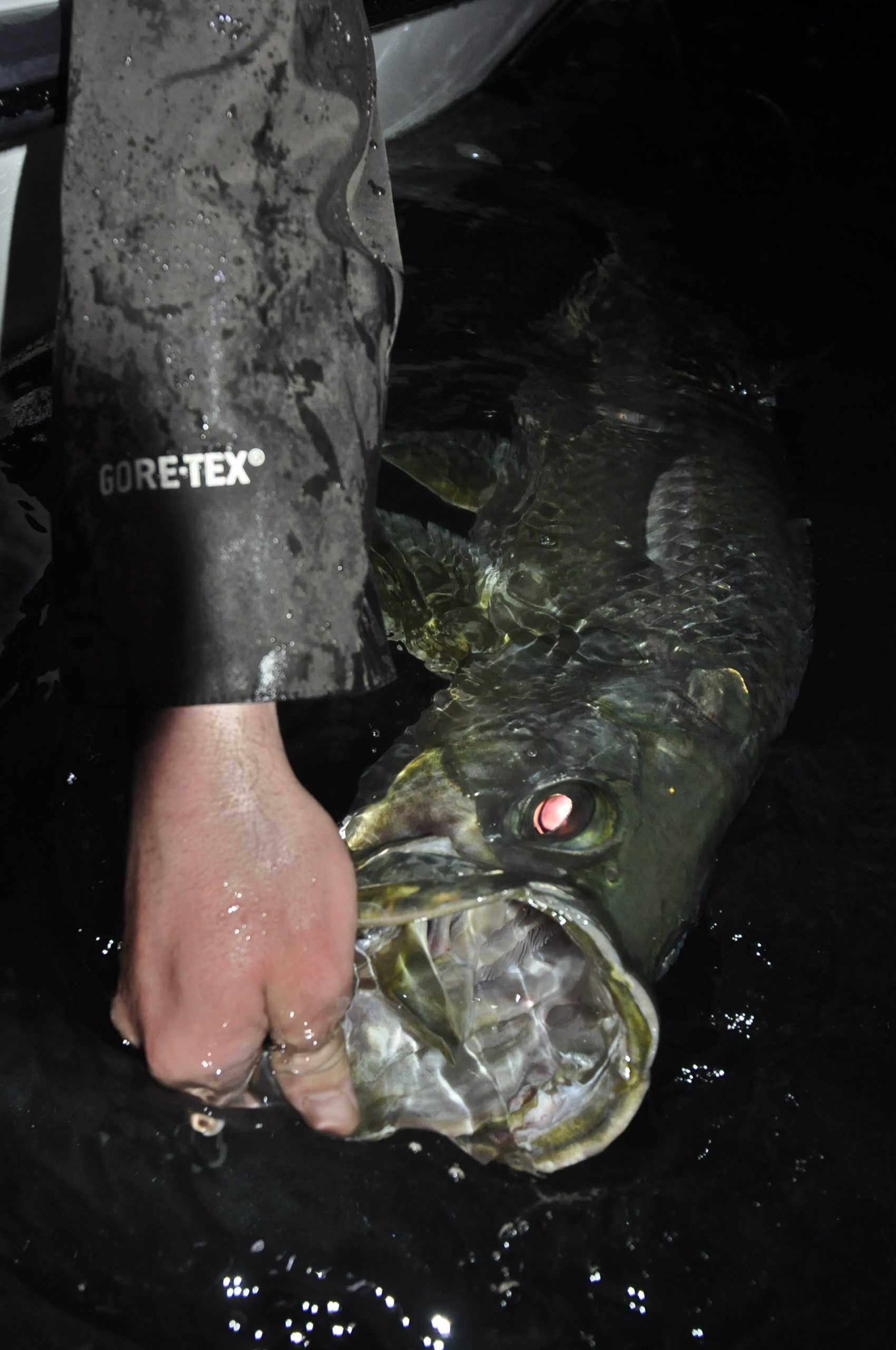 night tarpon fishing