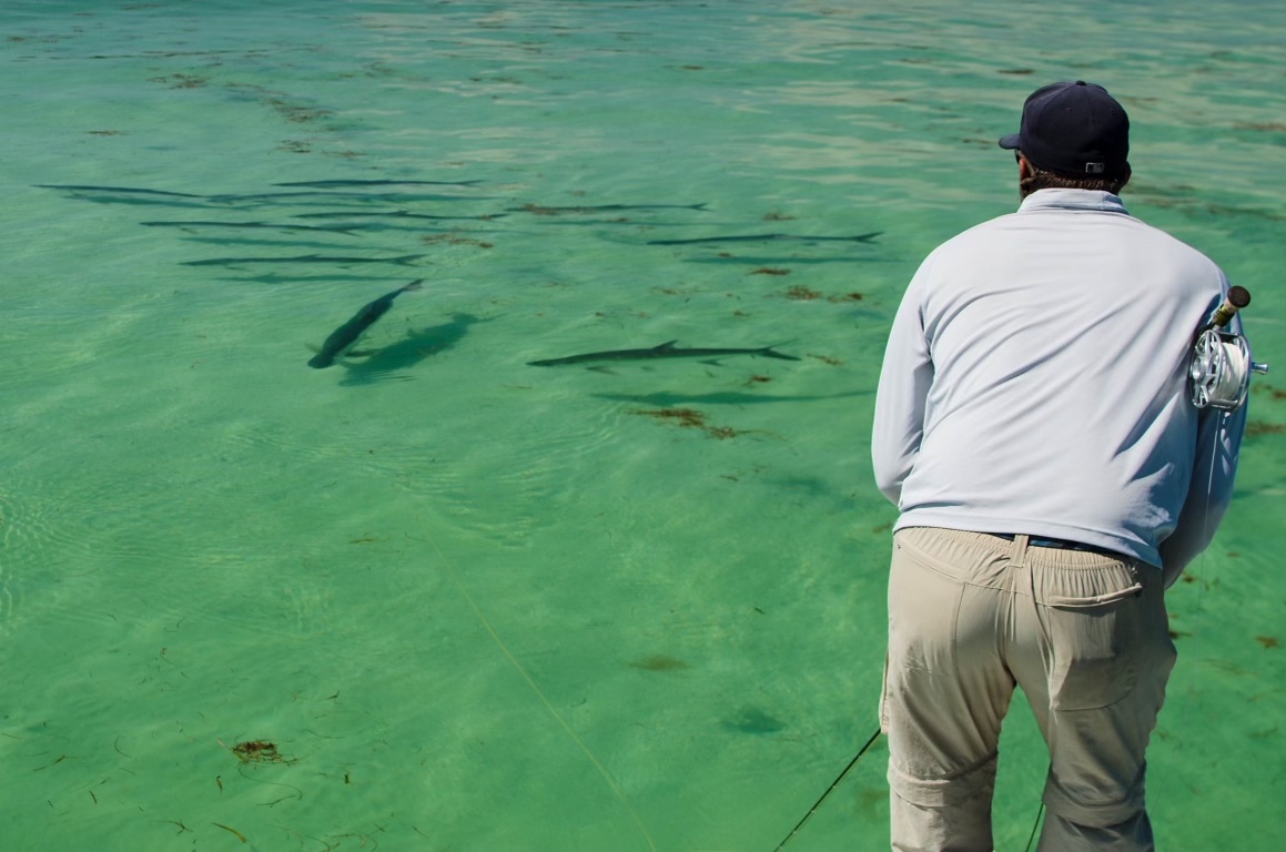 tarpon school