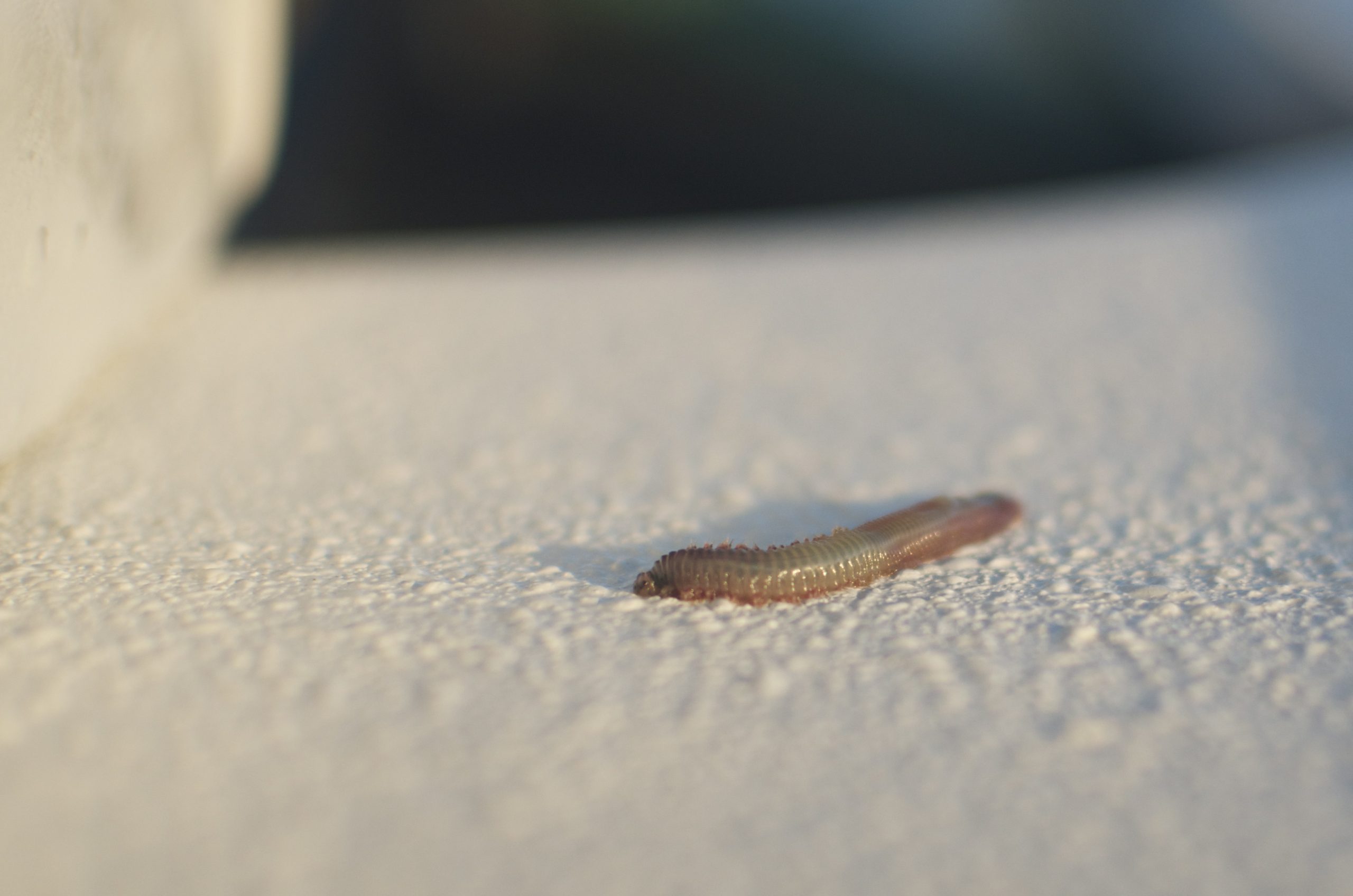palolo worm hatch