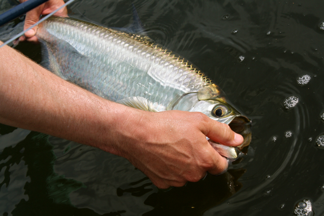 baby tarpon fishing