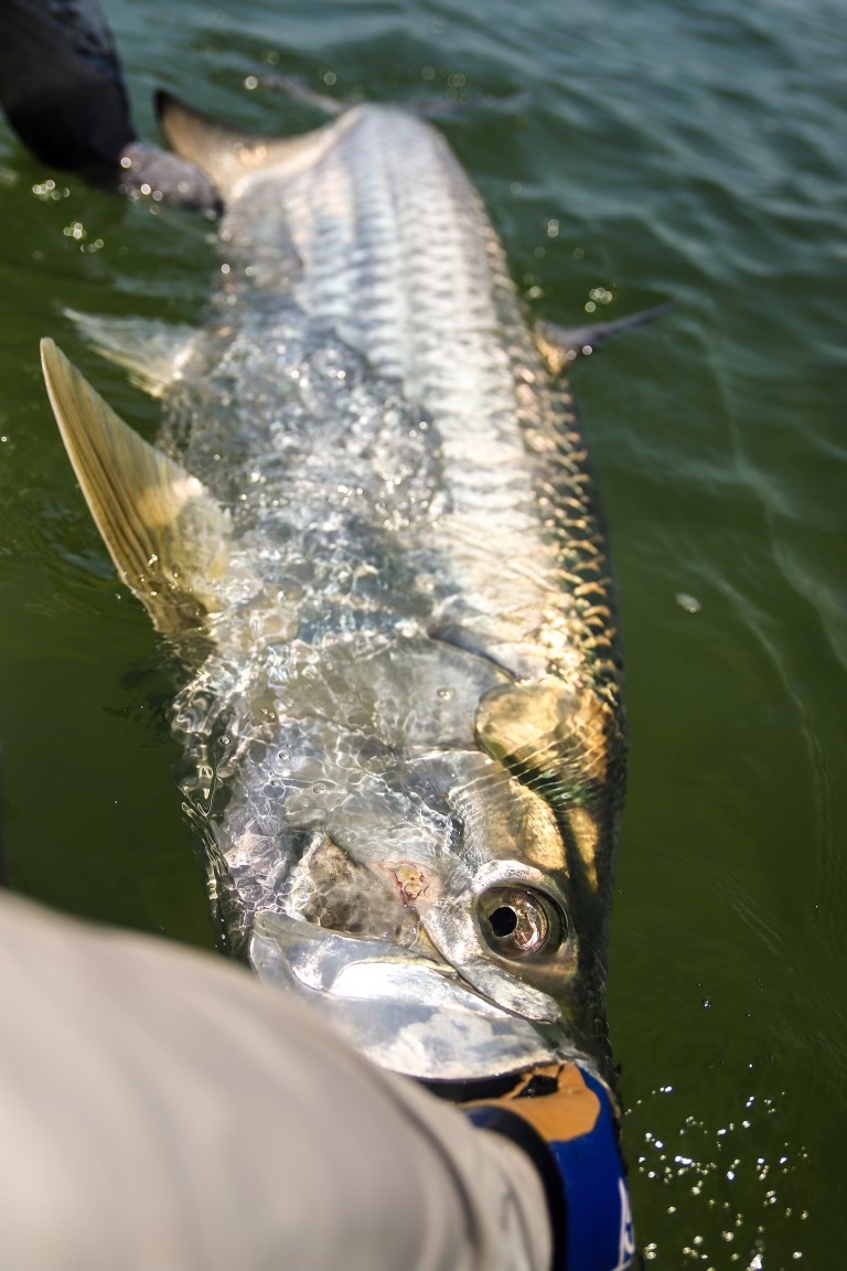 tarpon fishing