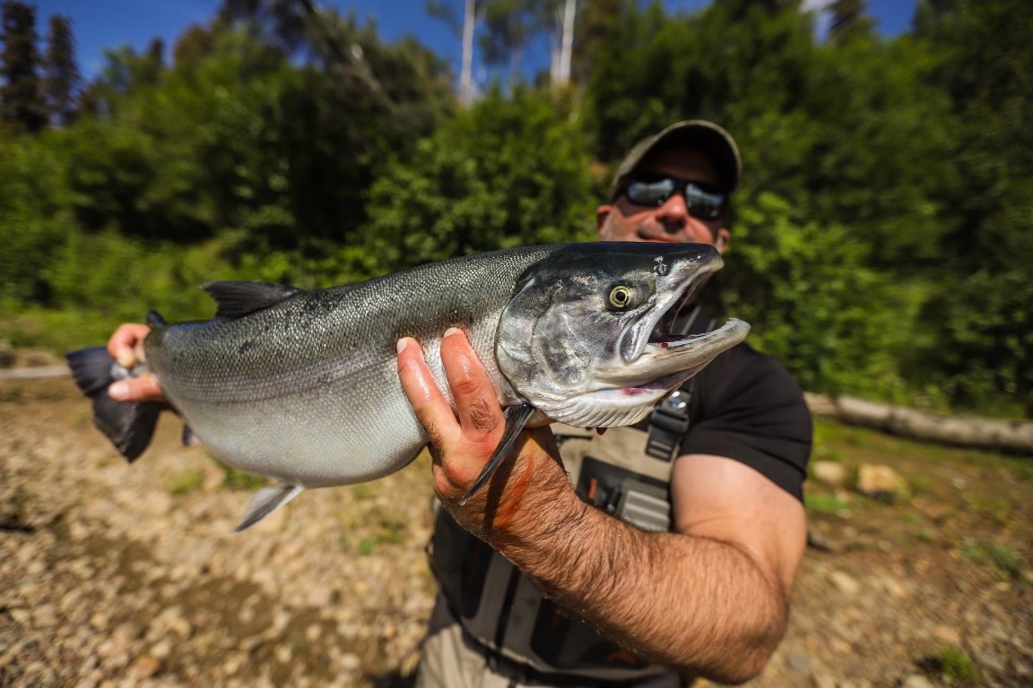 large silver salmon