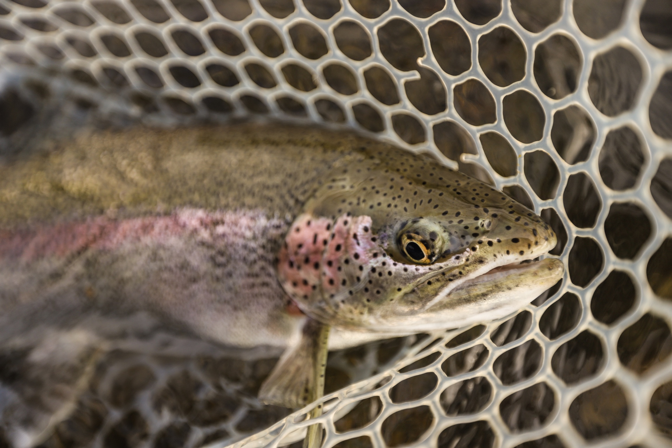 alaska rainbow trout