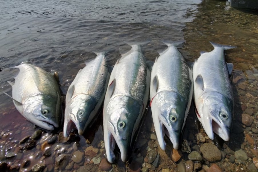 Sockeye salmon limits