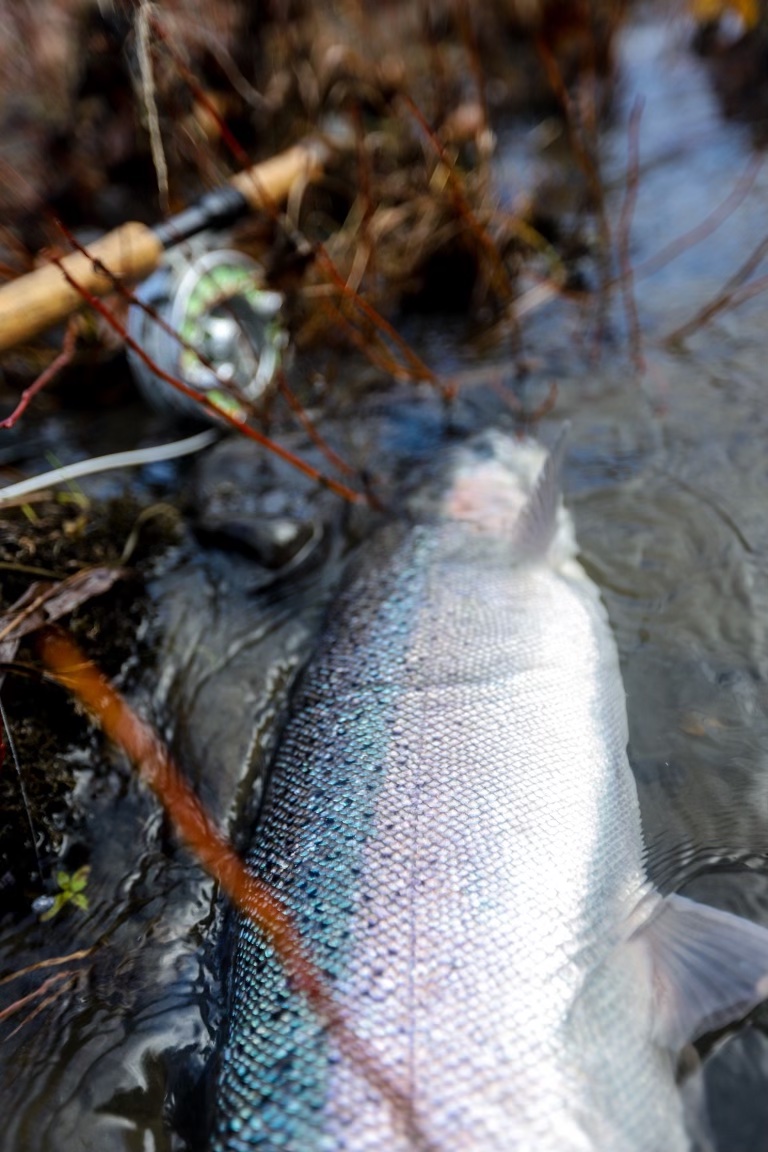 fresh alaska steelhead