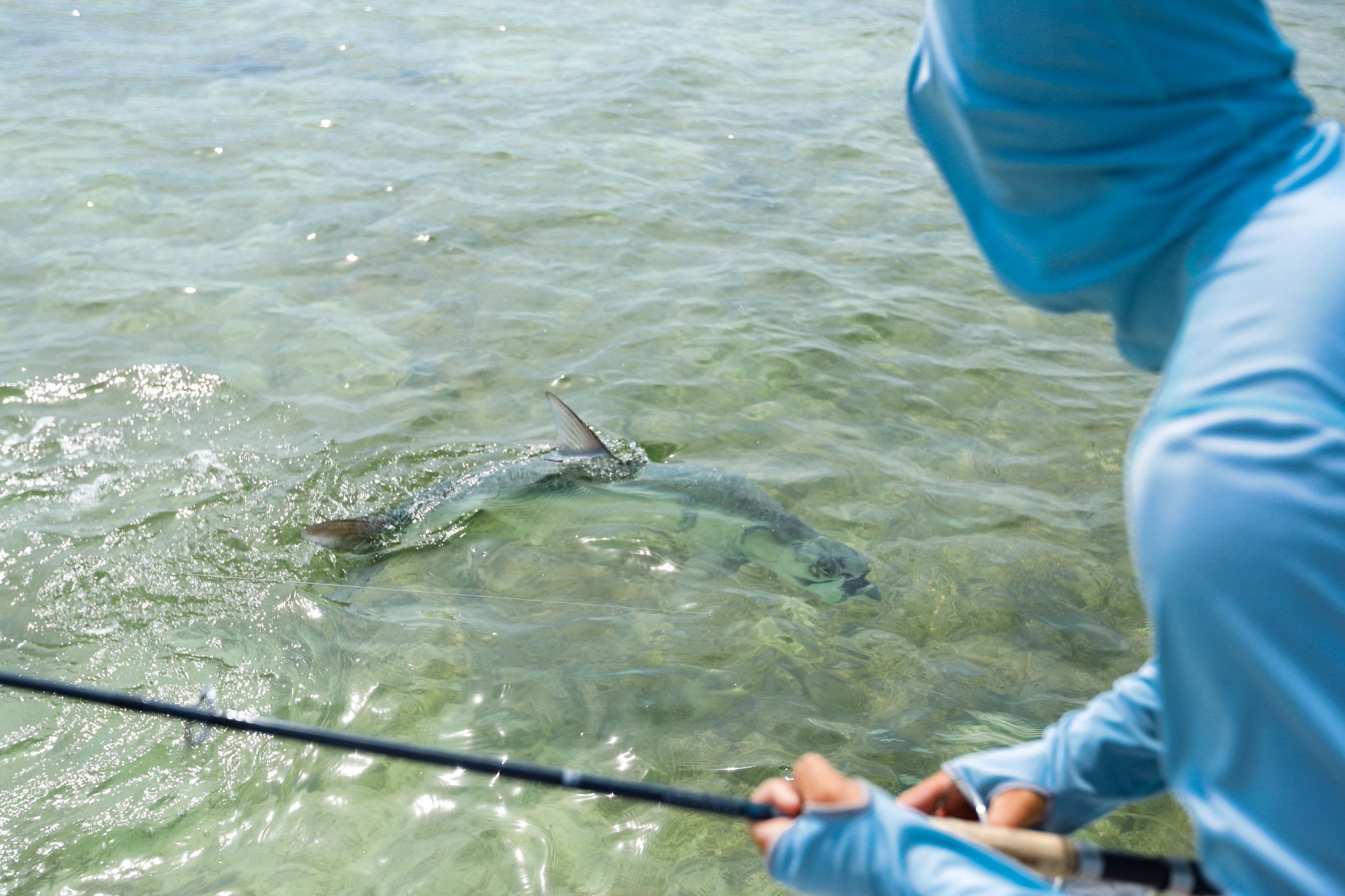 tarpon on spinning tackle