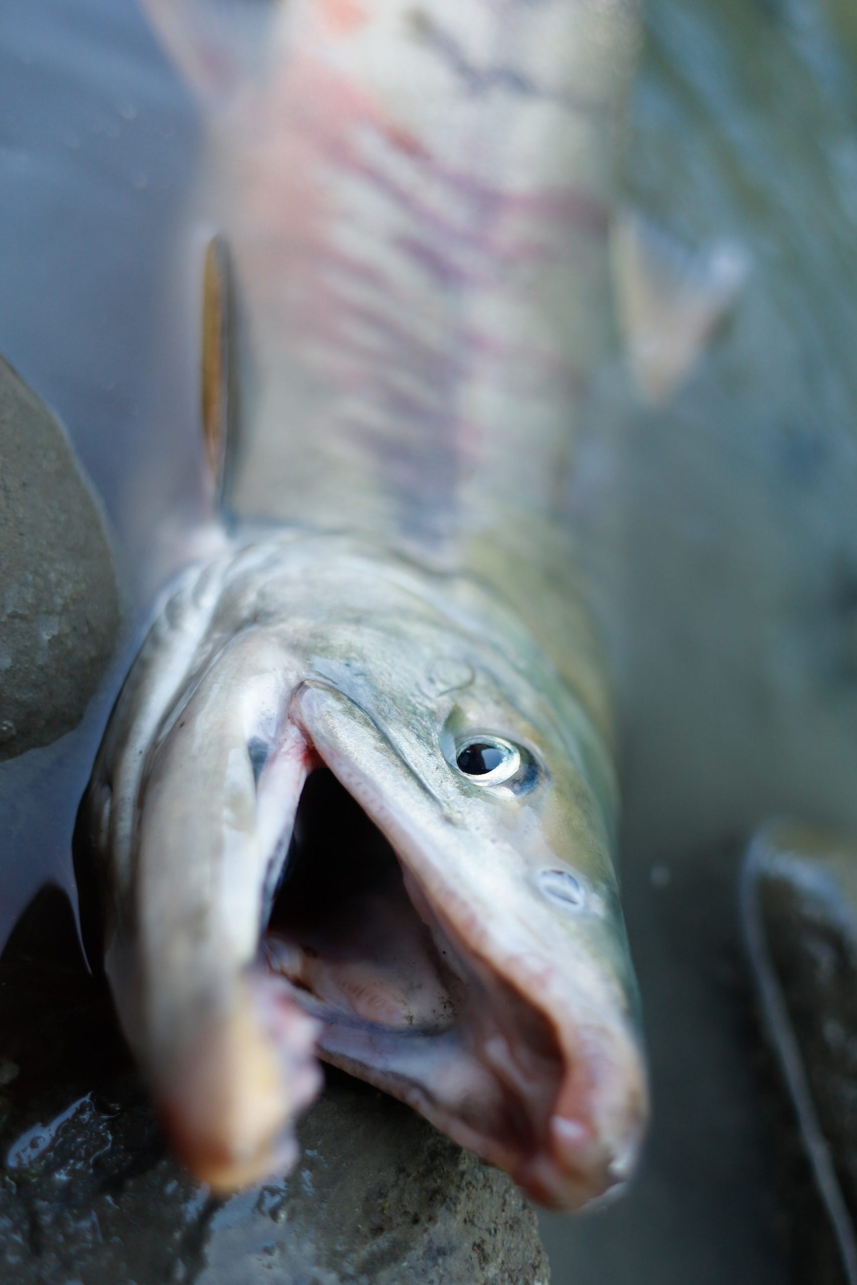 AK chum salmon