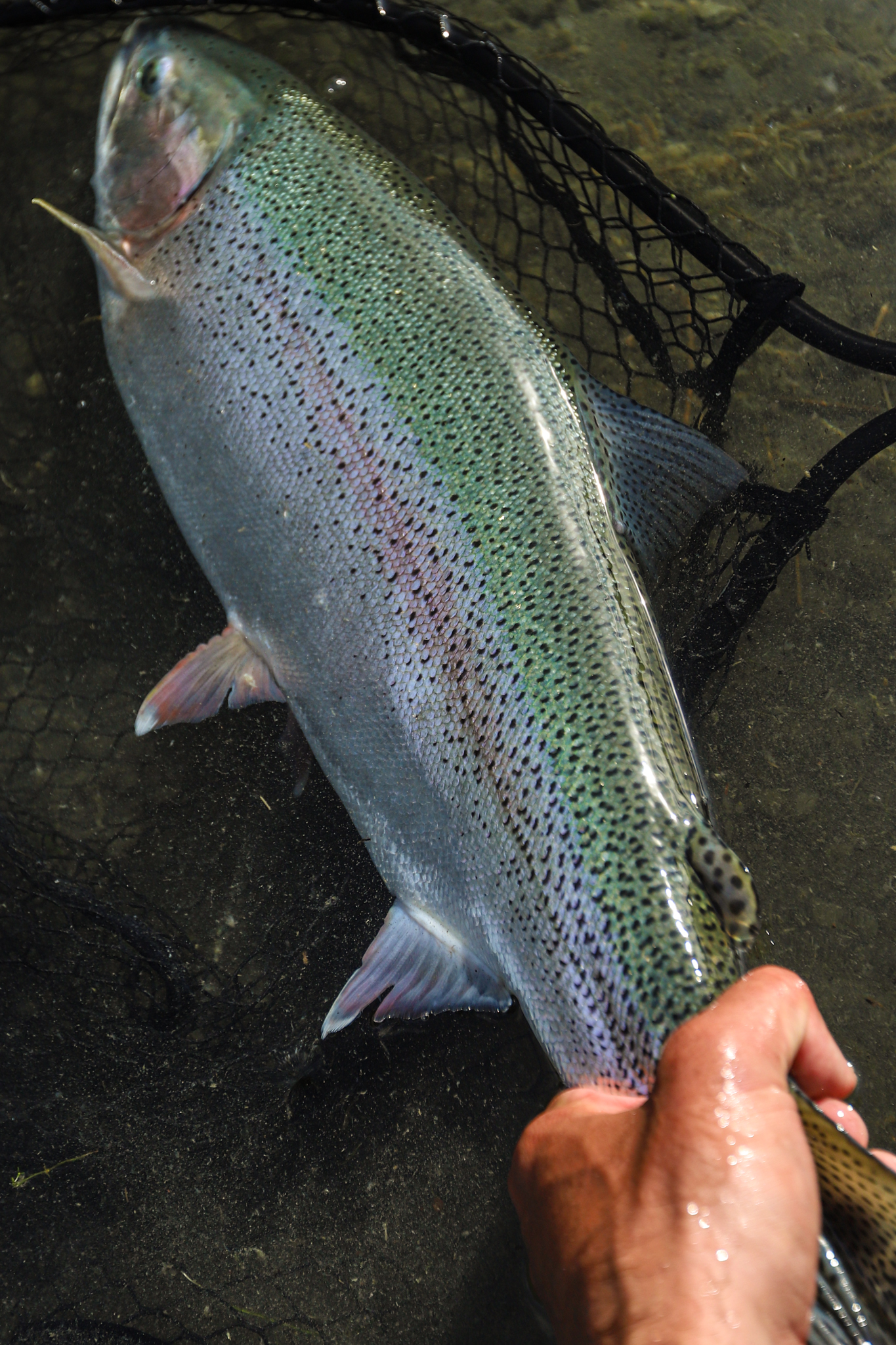 Fall trout