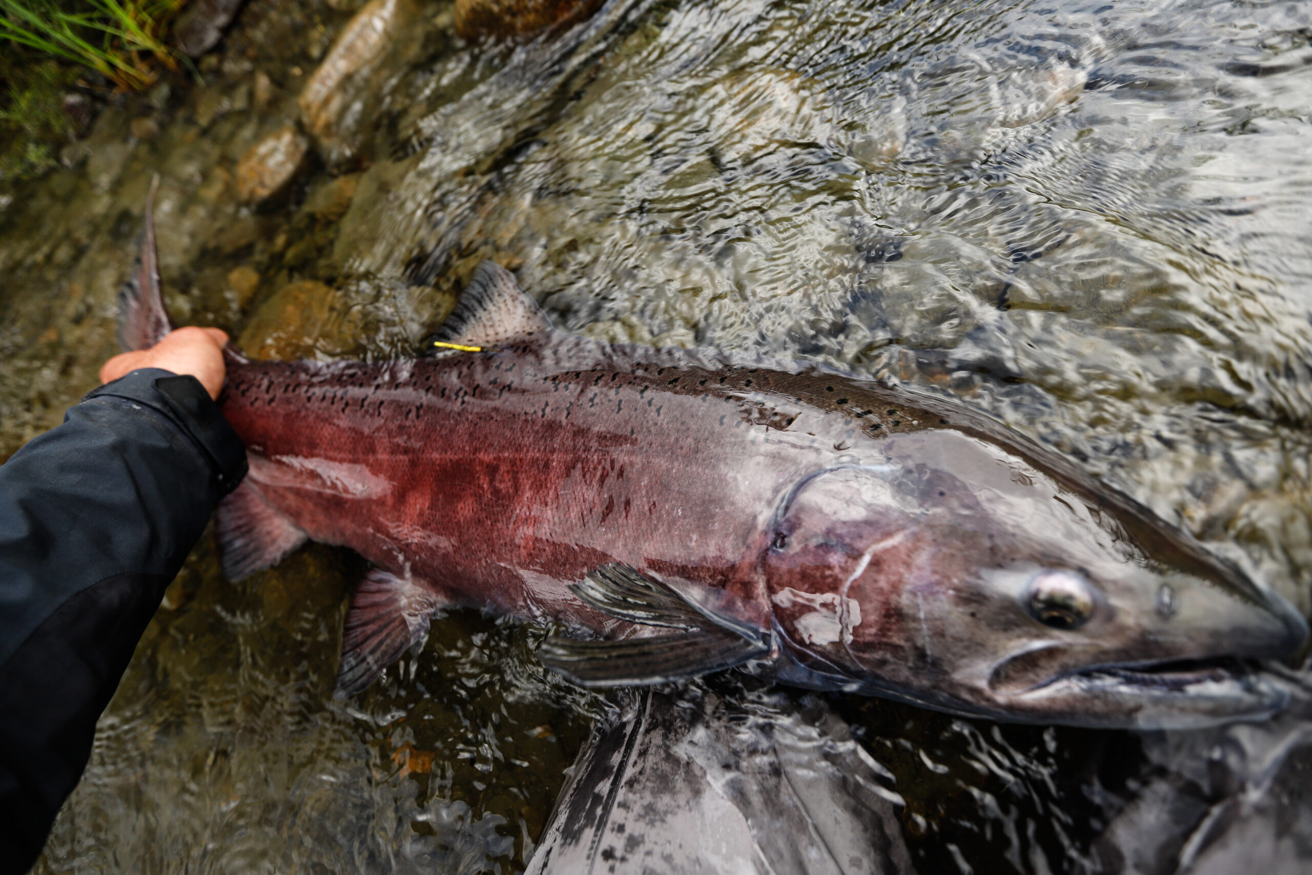 An image of the Anchorage Fishing Guides at Outgoing Angling at a salmon camp outside Anchorage. 