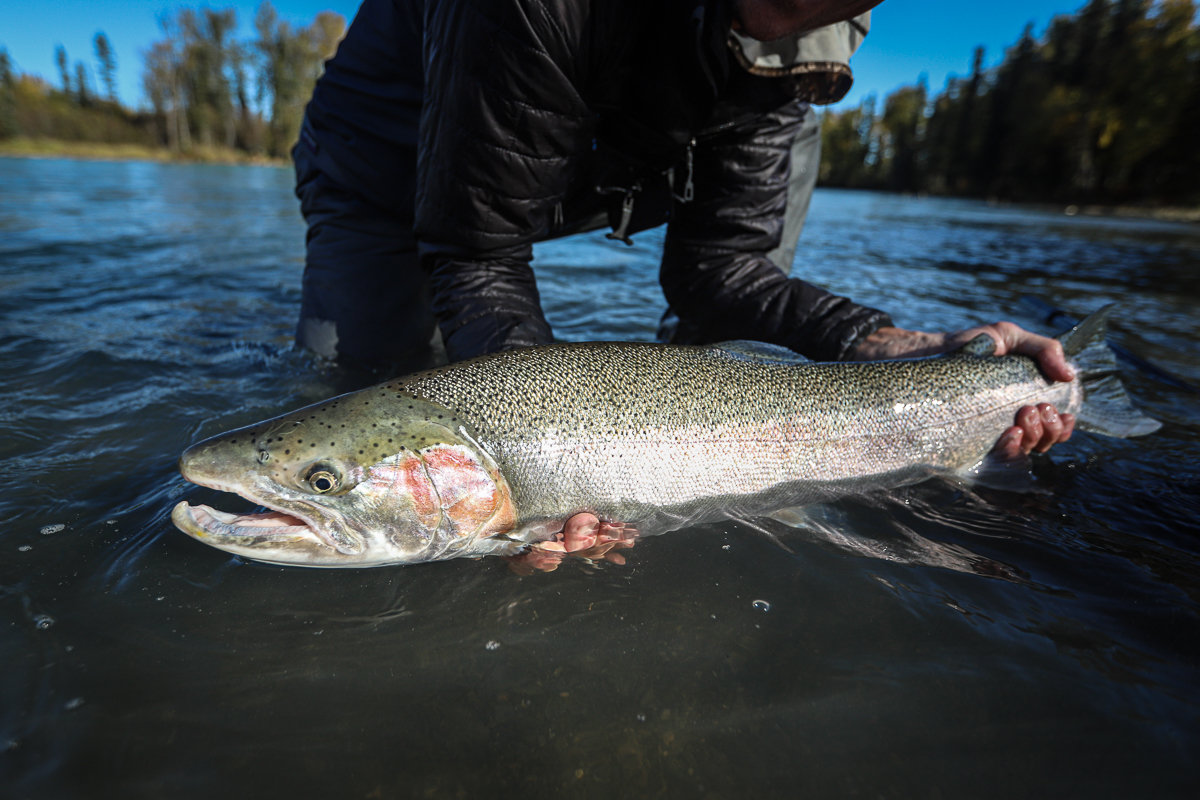 fall steelhead and salmon